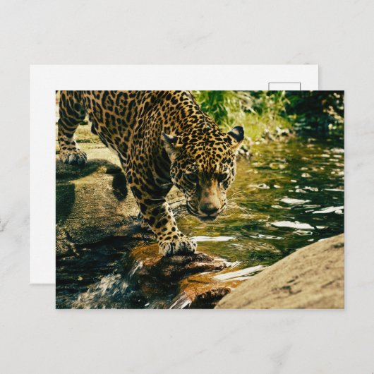Wildtiere Postkarte (Vorne/Hinten)