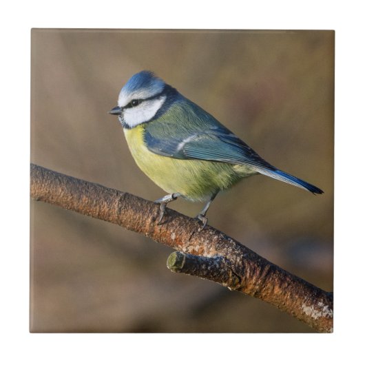 Wildtiere, schöner Bluetit-Vogel Fliese (Vorderseite)
