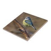 Wildtiere, schöner Bluetit-Vogel Fliese (Seite)