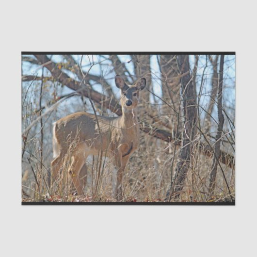 Wildtiere seidenpapier (Vorderseite)
