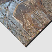 Wildtiere seidenpapier (Ausschnitt)