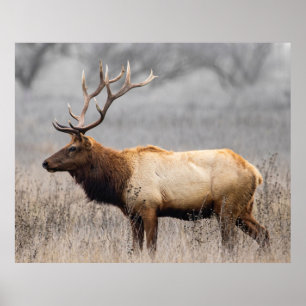 Wildtiere Wildtiere Naturbuck Poster