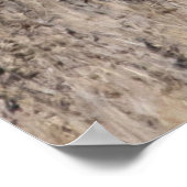 Wildtiere Wildtiere Naturbuck Poster (Ecke)