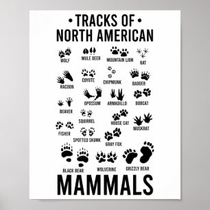 Wildtierfährten nordamerikanischer Säugetiere - Wi Poster