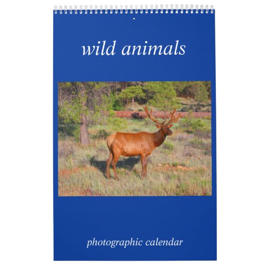 Wildtierfoto Kalender (Titelbild)