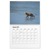 Wildtierkalender, Rote Füchse Kalender (Feb 2027)