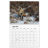 Wildtierkalender, Rote Füchse Kalender (Jan 2027)