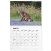 Wildtierkalender, Rote Füchse Kalender (Mär 2027)