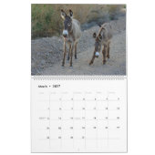 Wildtierkalender, wilde Esel, Burros, Wüste Kalender (Mär 2027)