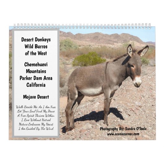 Wildtierkalender, wilde Esel, Burros, Wüste Kalender (Titelbild)