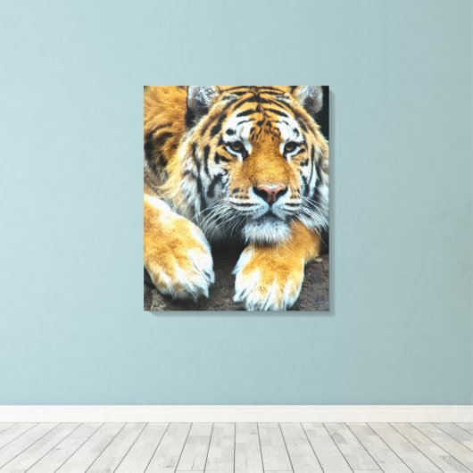 Wildtierportrait eines Tigers Leinwanddruck (Insitu (Holzboden))