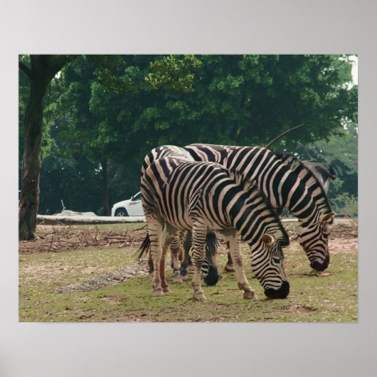 Wildtierzoo, Zebras Poster (Vorne)