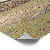 Wildtierzoo, Zebras Poster (Ecke)