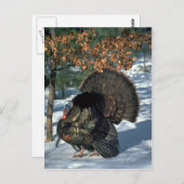 Wildtruthühner aus dem Osten, riesiger Schuster in Postkarte (Vorne/Hinten)