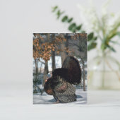 Wildtruthühner aus dem Osten, Schneeballschläger Postkarte (Stehend Vorderseite)