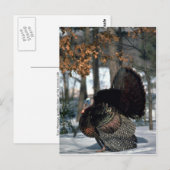 Wildtruthühner aus dem Osten, Schneeballschläger Postkarte (Vorne/Hinten)