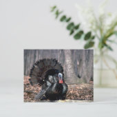 Wildtruthühner in Wäldern Postkarte (Stehend Vorderseite)