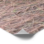 Wildtruthühner Poster (Ecke)