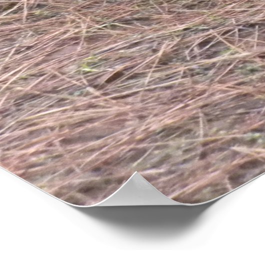 Wildtruthühner Poster (Ecke)