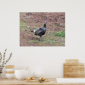 Wildtruthühner Poster (Küche)