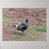 Wildtruthühner Poster (Vorne)