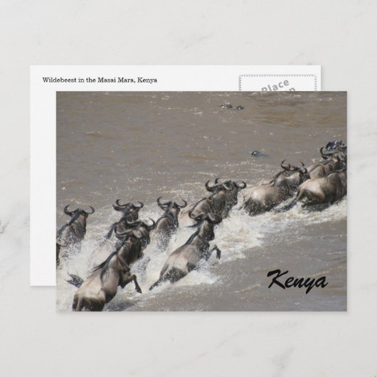 Wildüberquerung Postkarte (Vorne/Hinten)