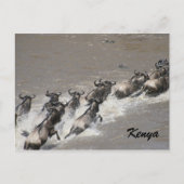 Wildüberquerung Postkarte (Vorderseite)