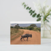 Wildüberquerung Postkarte (Stehend Vorderseite)