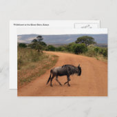 Wildüberquerung Postkarte (Vorne/Hinten)