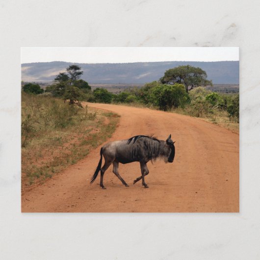 Wildüberquerung Postkarte (Vorderseite)