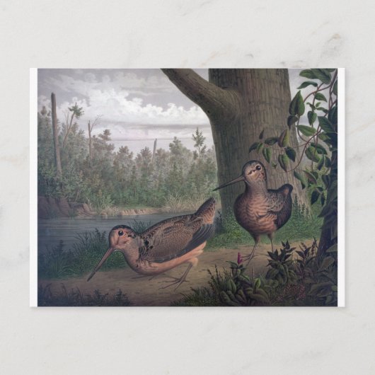 Wildvögel-Holzhacken-Malerei. Postkarte (Vorderseite)