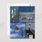 Wildvögel Postkarte (Vorne/Hinten)