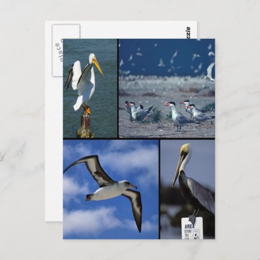 Wildvögel Postkarte (Vorne/Hinten)