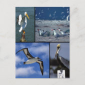 Wildvögel Postkarte (Vorderseite)