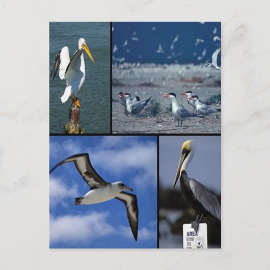 Wildvögel Postkarte (Vorderseite)