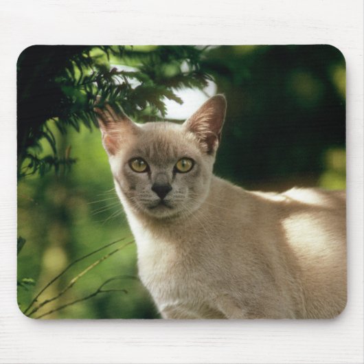 Wilham. Mousepad (Vorne)