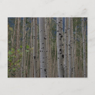 Will B Free Signature Post Cards Postkarte