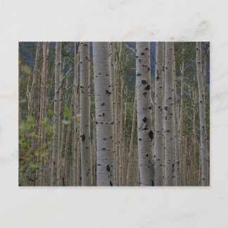 Will B Free Signature Post Cards Postkarte