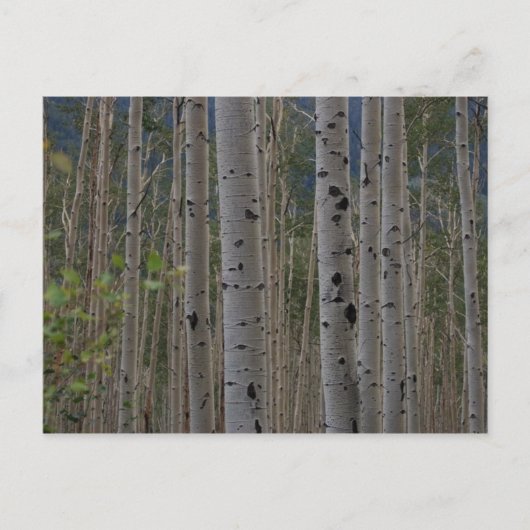 Will B Free Signature Post Cards Postkarte (Vorderseite)