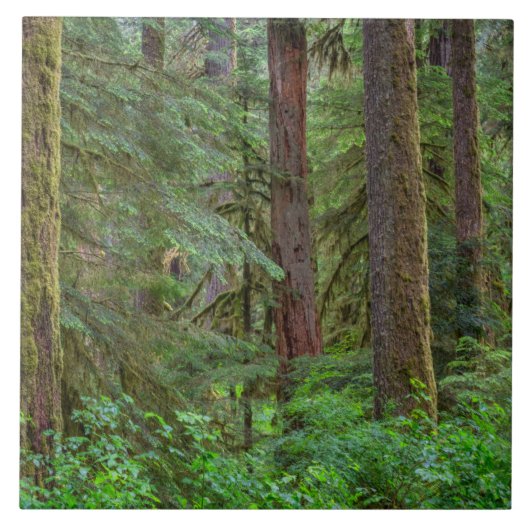 Willamette National Forest | Oregon Fliese (Vorderseite)