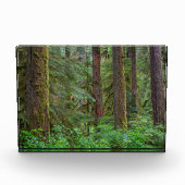 Willamette National Forest | Oregon Fotoblock (Vorderseite)