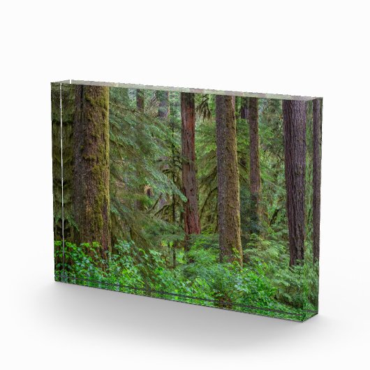 Willamette National Forest | Oregon Fotoblock (Rechts)