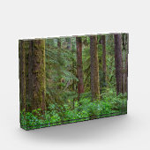 Willamette National Forest | Oregon Fotoblock (Links)