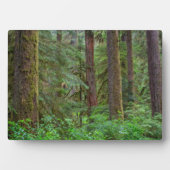 Willamette National Forest | Oregon Fotoplatte (Vorderseite)