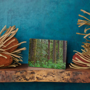 Willamette National Forest   Oregon Fotoplatte