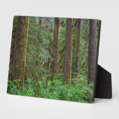 Willamette National Forest | Oregon Fotoplatte (Seite)