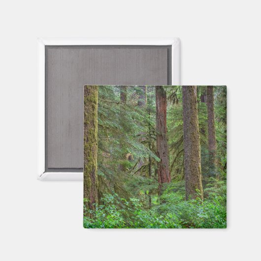 Willamette National Forest | Oregon Magnet (Vorderseite/Rückseite)