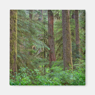 Willamette National Forest   Oregon Magnet