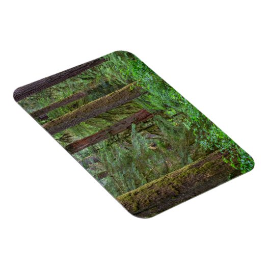 Willamette National Forest | Oregon Magnet (Rechte Seite)