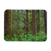 Willamette National Forest | Oregon Magnet (Horizontal)